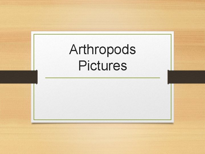 Arthropods Pictures 