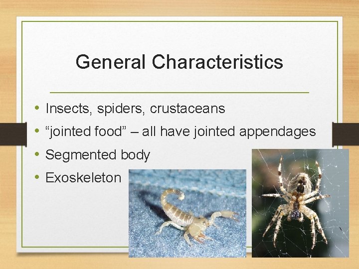 General Characteristics • • Insects, spiders, crustaceans “jointed food” – all have jointed appendages