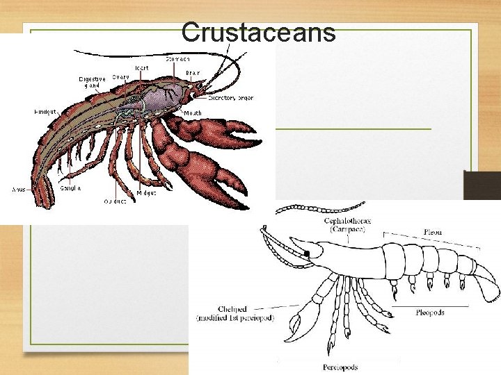 Crustaceans 