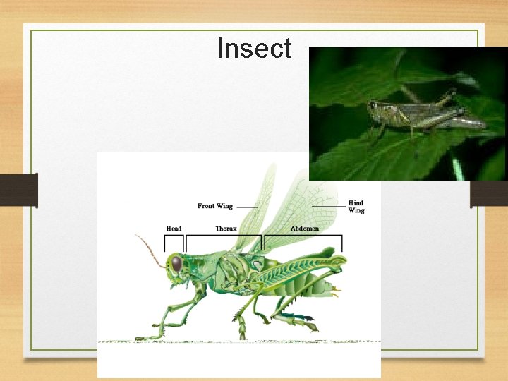 Insect 