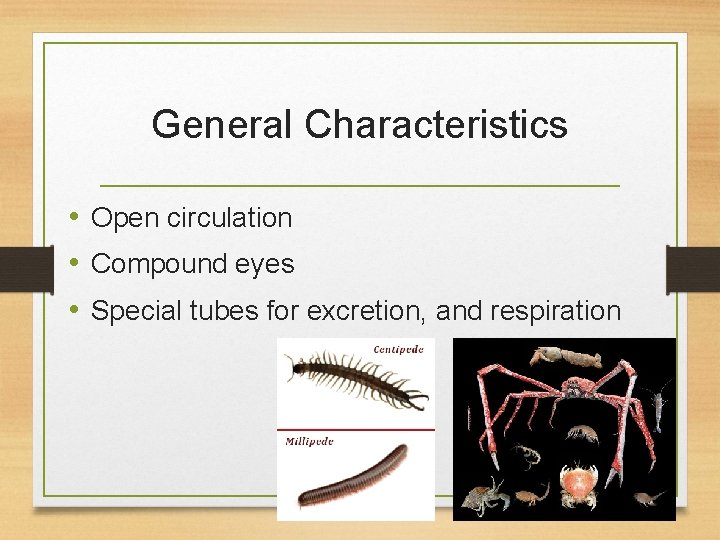 General Characteristics • Open circulation • Compound eyes • Special tubes for excretion, and