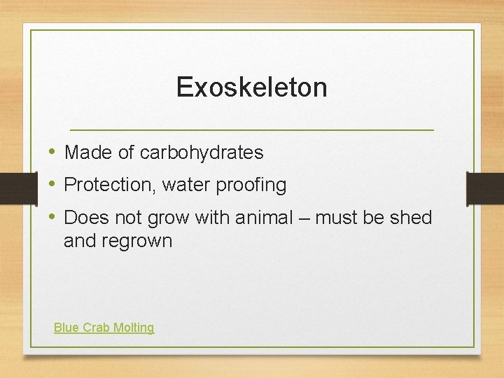 Exoskeleton • Made of carbohydrates • Protection, water proofing • Does not grow with