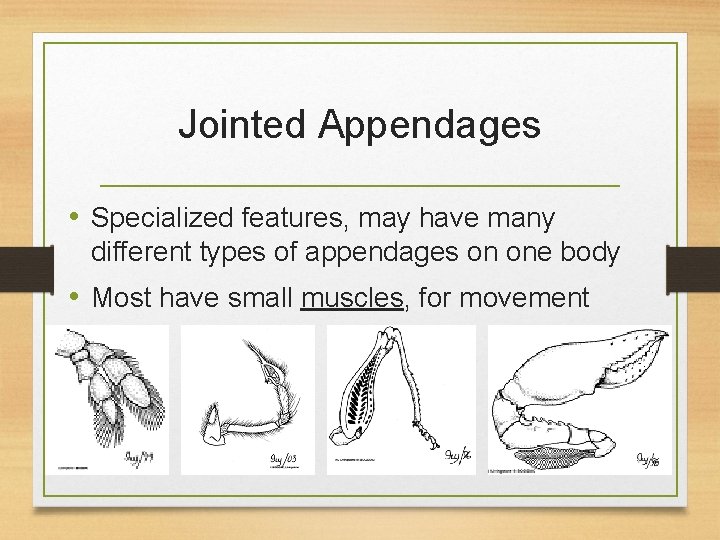 Jointed Appendages • Specialized features, may have many different types of appendages on one