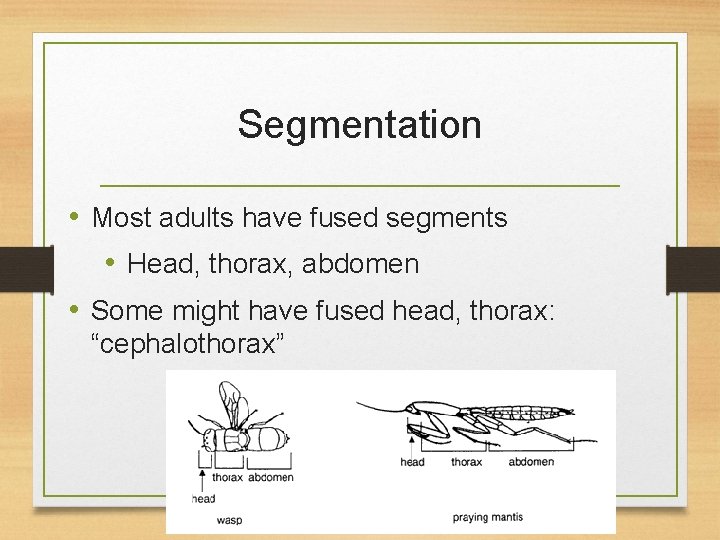 Segmentation • Most adults have fused segments • Head, thorax, abdomen • Some might