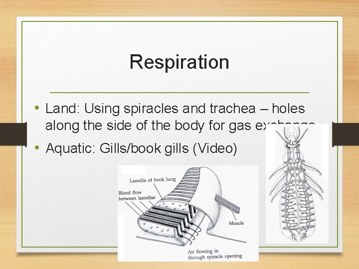 Respiration • Land: Using spiracles and trachea – holes along the side of the