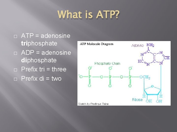 What is ATP? � � ATP = adenosine triphosphate ADP = adenosine diphosphate Prefix