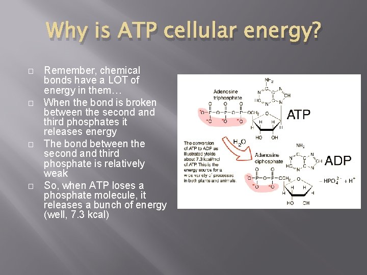 Why is ATP cellular energy? � � Remember, chemical bonds have a LOT of