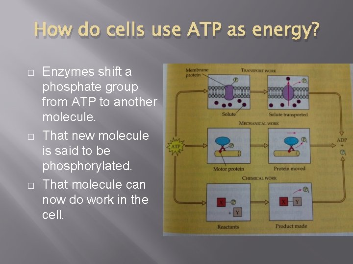 How do cells use ATP as energy? � � � Enzymes shift a phosphate