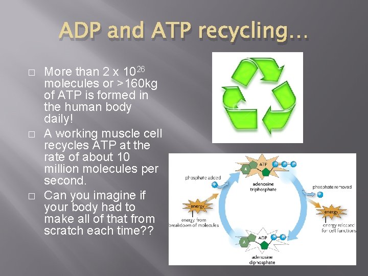 ADP and ATP recycling… � � � More than 2 x 1026 molecules or