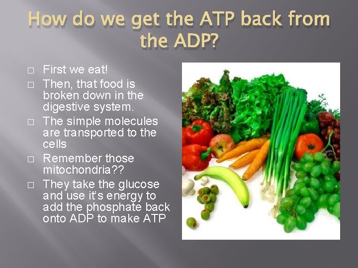 How do we get the ATP back from the ADP? � � � First