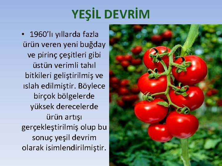 YEŞİL DEVRİM • 1960’lı yıllarda fazla ürün veren yeni buğday ve pirinç çeşitleri gibi