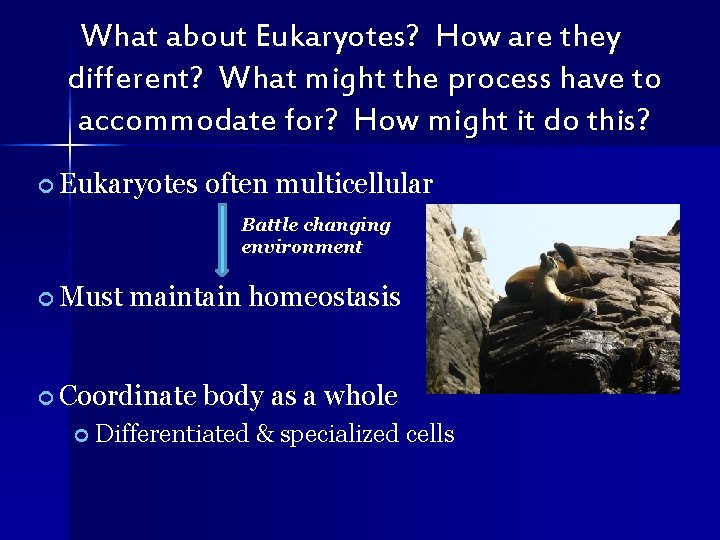 What about Eukaryotes? How are they different? What might the process have to accommodate