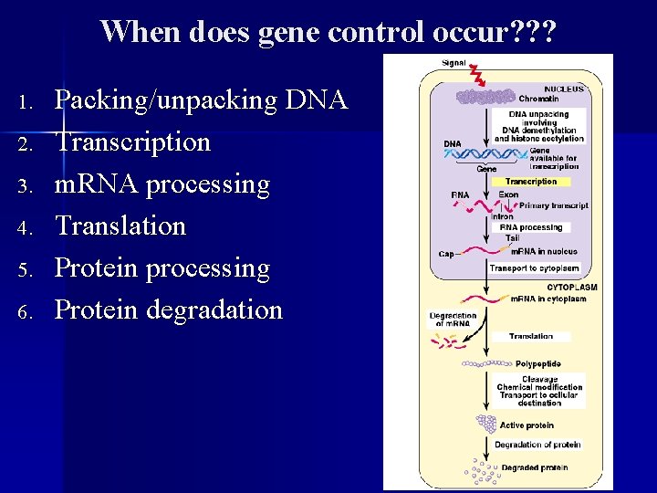 When does gene control occur? ? ? 1. 2. 3. 4. 5. 6. Packing/unpacking