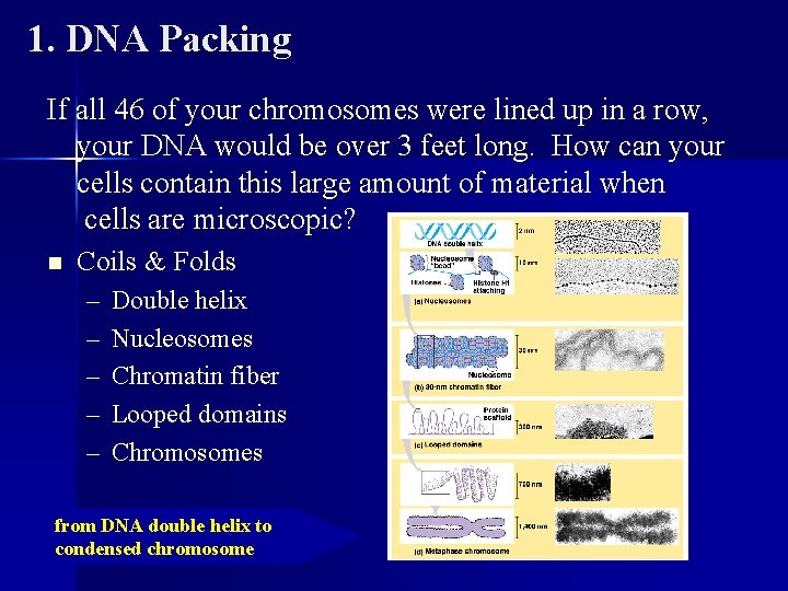 1. DNA Packing If all 46 of your chromosomes were lined up in a