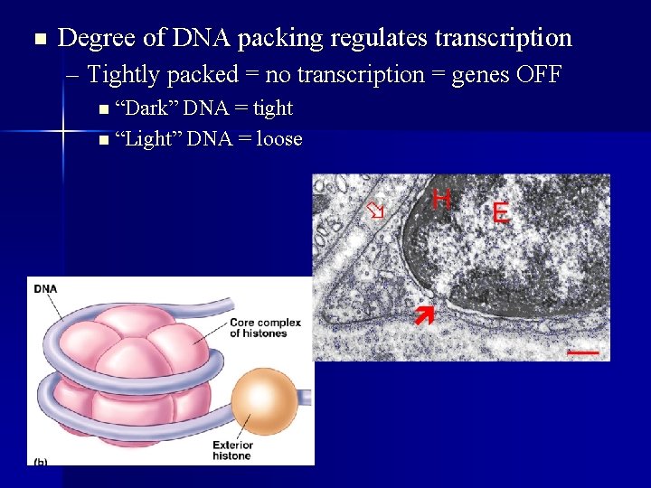 n Degree of DNA packing regulates transcription – Tightly packed = no transcription =