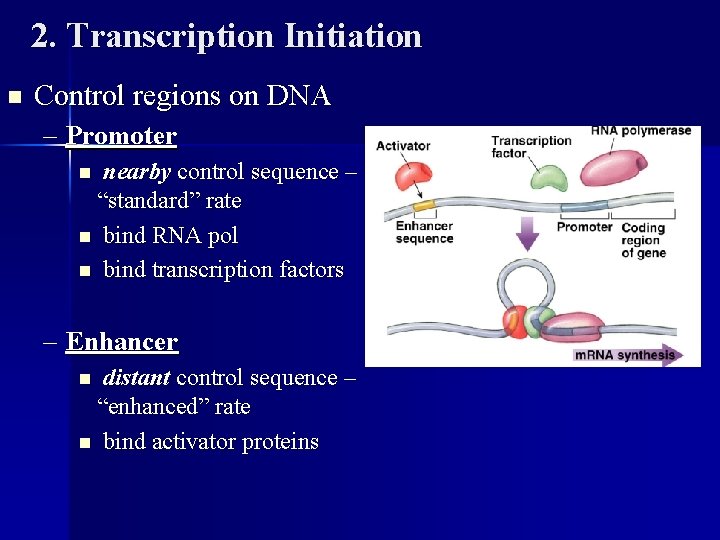 2. Transcription Initiation n Control regions on DNA – Promoter nearby control sequence –
