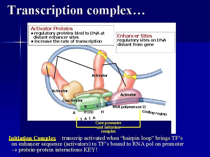 Transcription complex… Activator Proteins • regulatory proteins bind to DNA at Enhancer Sites distant