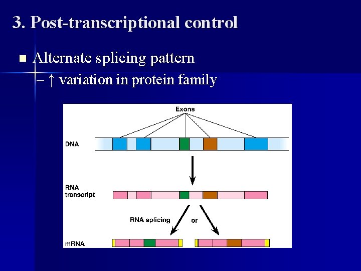 3. Post-transcriptional control n Alternate splicing pattern – ↑ variation in protein family 