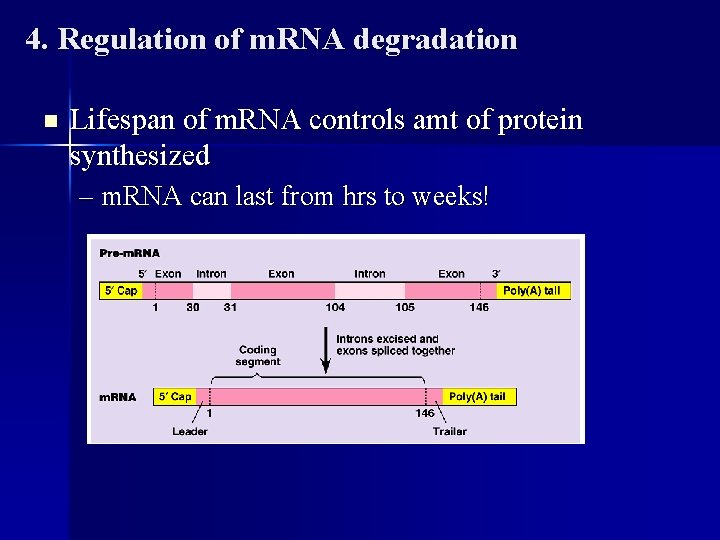 4. Regulation of m. RNA degradation n Lifespan of m. RNA controls amt of