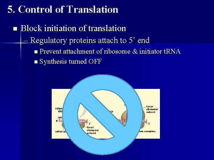 5. Control of Translation n Block initiation of translation – Regulatory proteins attach to