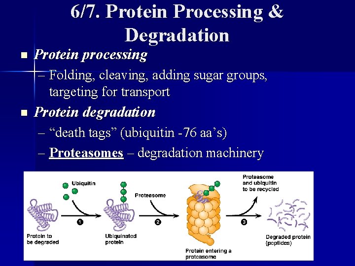 6/7. Protein Processing & Degradation n Protein processing – Folding, cleaving, adding sugar groups,