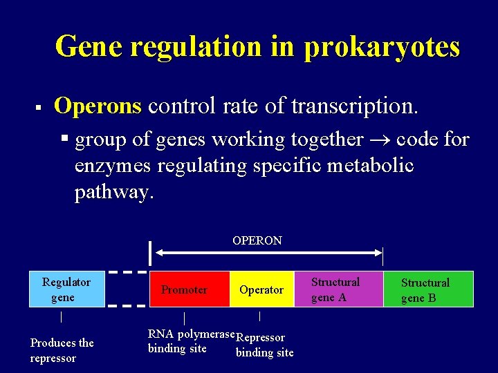Gene regulation in prokaryotes § Operons control rate of transcription. § group of genes