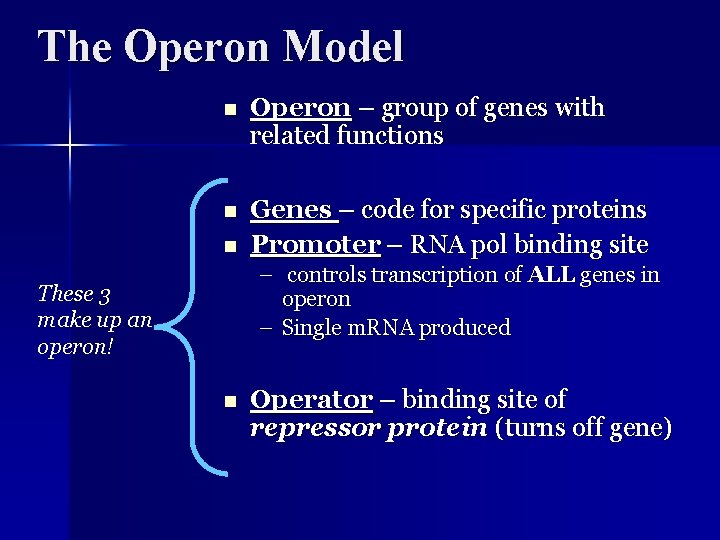 The Operon Model n Operon – group of genes with related functions n Genes