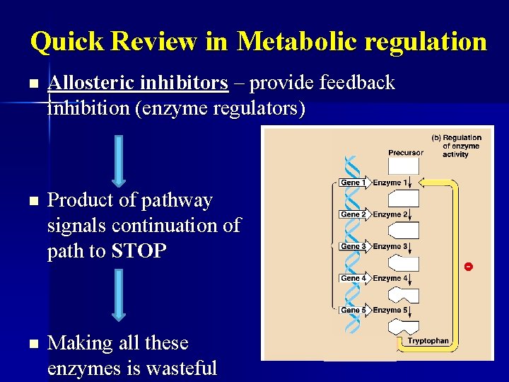 Quick Review in Metabolic regulation n Allosteric inhibitors – provide feedback inhibition (enzyme regulators)