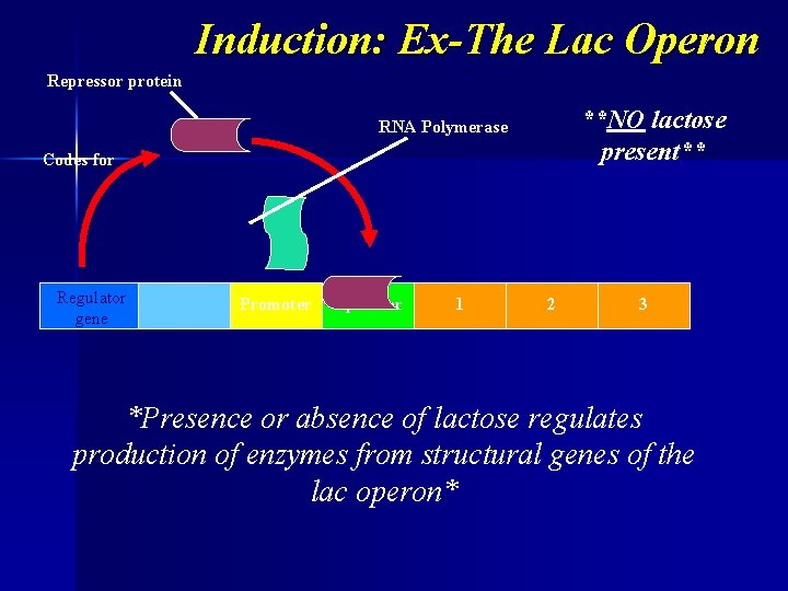 Induction: Ex-The Lac Operon Repressor protein **NO lactose present** RNA Polymerase Codes for Regulator