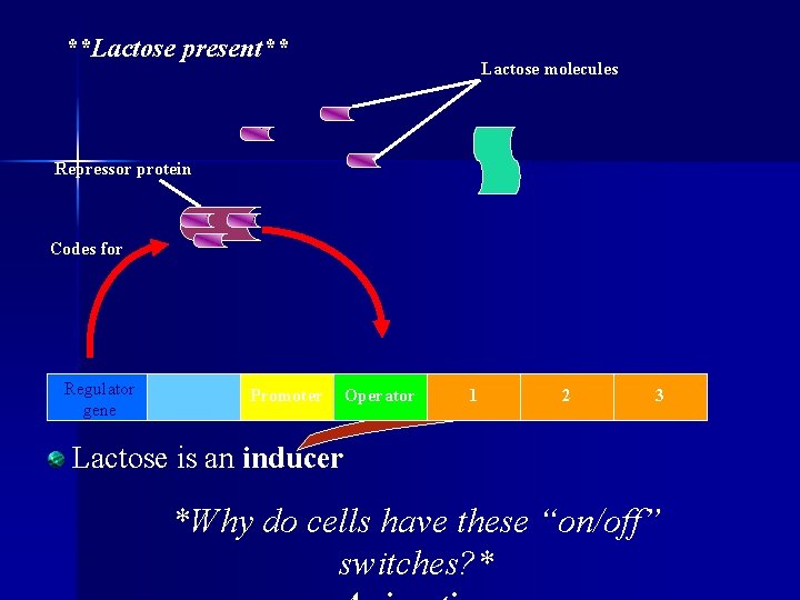 **Lactose present** Lactose molecules Repressor protein Codes for Regulator gene Promoter Operator 1 2