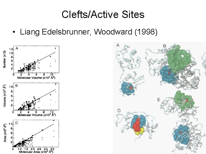 Clefts/Active Sites • Liang Edelsbrunner, Woodward (1998) 