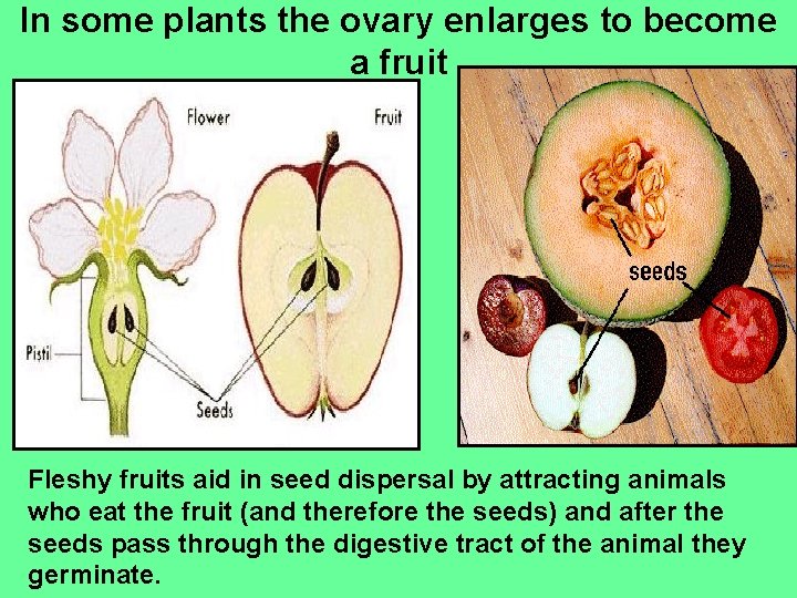 In some plants the ovary enlarges to become a fruit Fleshy fruits aid in