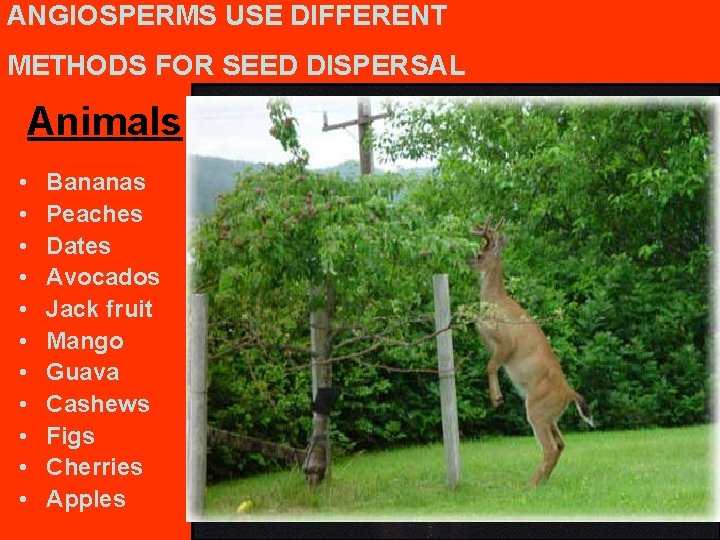 ANGIOSPERMS USE DIFFERENT METHODS FOR SEED DISPERSAL Animals • • • Bananas Peaches Dates