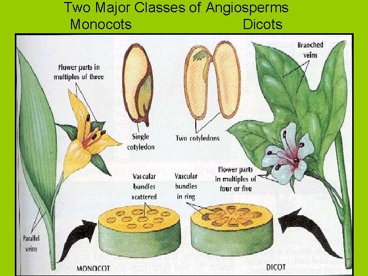Two Major Classes of Angiosperms Monocots Dicots 