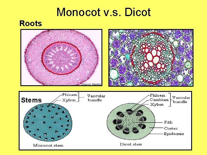 Monocot v. s. Dicot Roots Stems 
