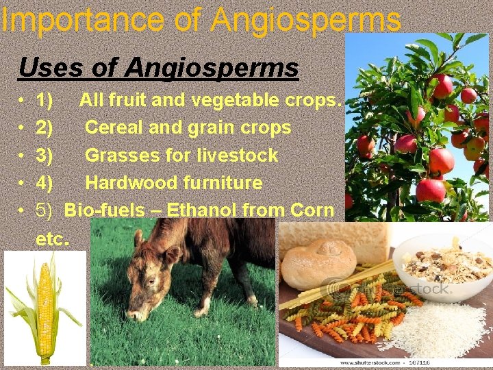 Importance of Angiosperms Uses of Angiosperms • • • 1) All fruit and vegetable