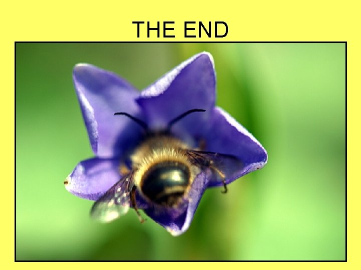 THE END 