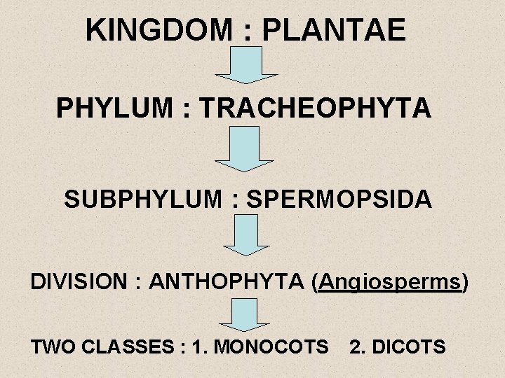 KINGDOM : PLANTAE PHYLUM : TRACHEOPHYTA SUBPHYLUM : SPERMOPSIDA DIVISION : ANTHOPHYTA (Angiosperms) TWO