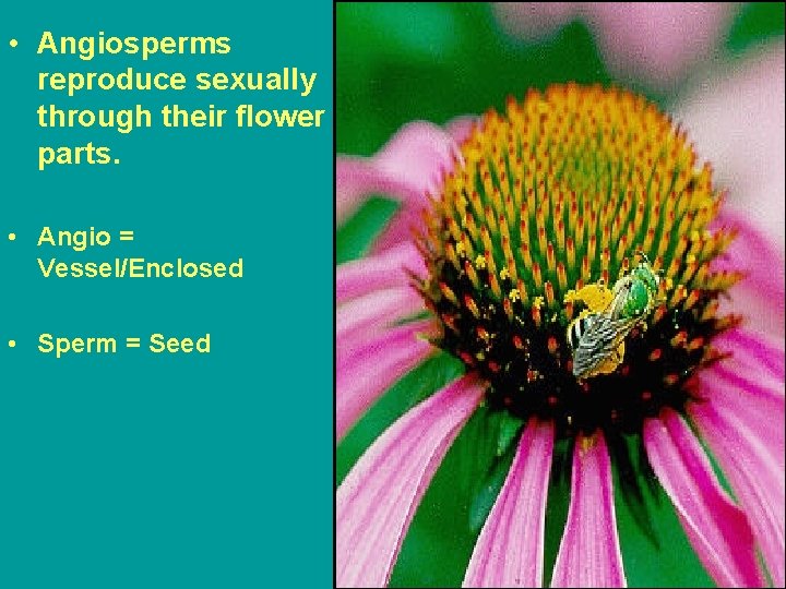  • Angiosperms reproduce sexually through their flower parts. • Angio = Vessel/Enclosed •