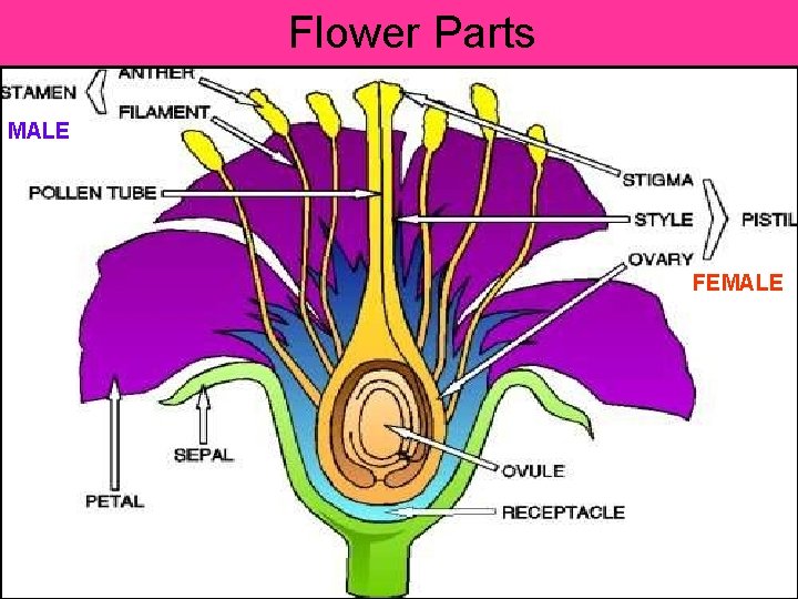 Flower Parts MALE FEMALE 