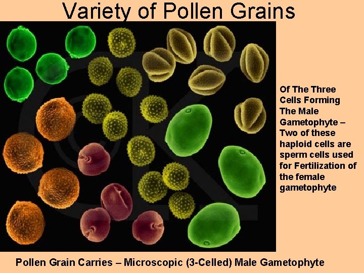 Variety of Pollen Grains Of The Three Cells Forming The Male Gametophyte – Two