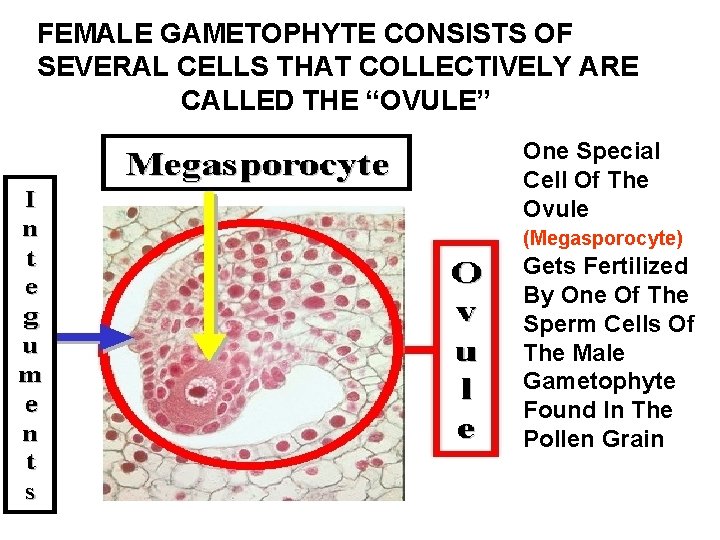 FEMALE GAMETOPHYTE CONSISTS OF SEVERAL CELLS THAT COLLECTIVELY ARE CALLED THE “OVULE” One Special