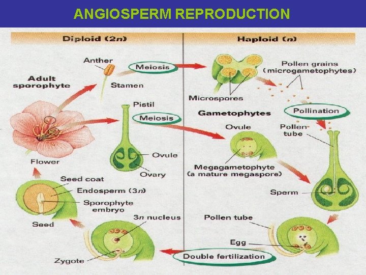 ANGIOSPERM REPRODUCTION 