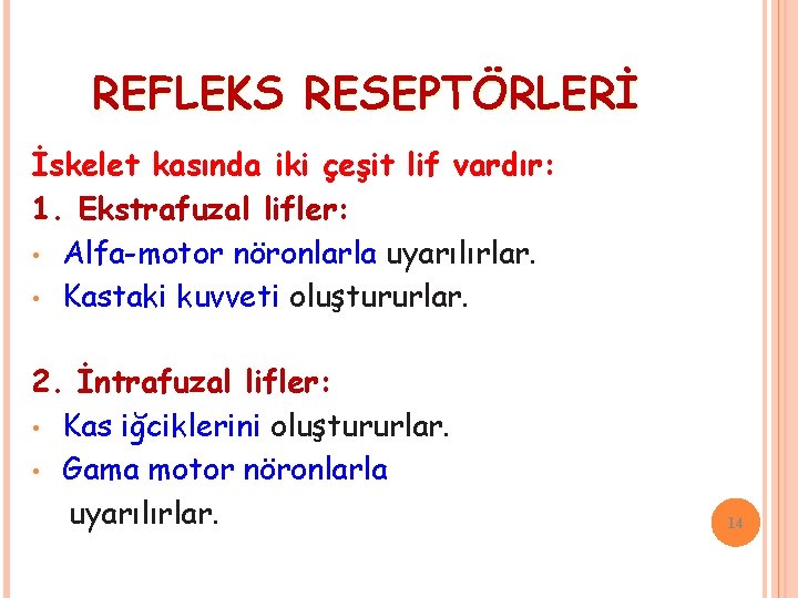 REFLEKS RESEPTÖRLERİ İskelet kasında iki çeşit lif vardır: 1. Ekstrafuzal lifler: • Alfa-motor nöronlarla