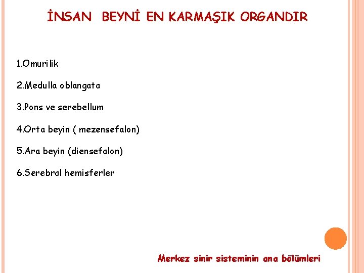 İNSAN BEYNİ EN KARMAŞIK ORGANDIR 1. Omurilik 2. Medulla oblangata 3. Pons ve serebellum