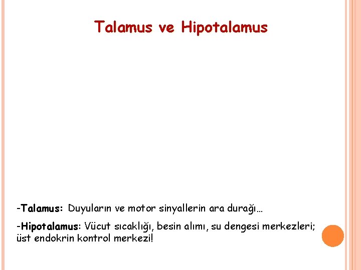 Talamus ve Hipotalamus -Talamus: Duyuların ve motor sinyallerin ara durağı… -Hipotalamus: Vücut sıcaklığı, besin