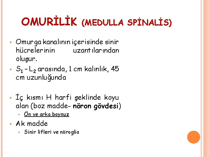 OMURİLİK § § § Omurga kanalının içerisinde sinir hücrelerinin uzantılarından oluşur. S 1 –