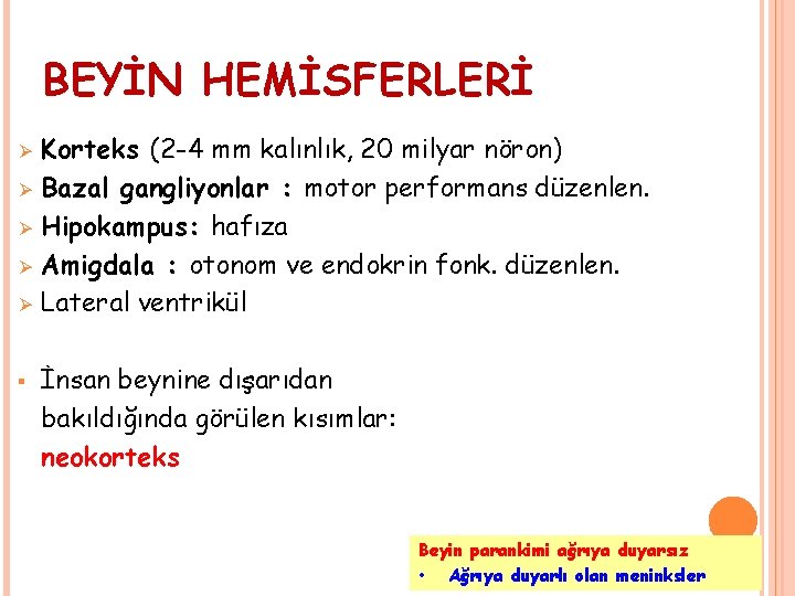 BEYİN HEMİSFERLERİ Ø Ø Ø § Korteks (2 -4 mm kalınlık, 20 milyar nöron)