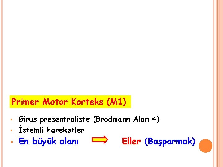 Primer Motor Korteks (M 1) § Girus presentraliste (Brodmann Alan 4) İstemli hareketler §