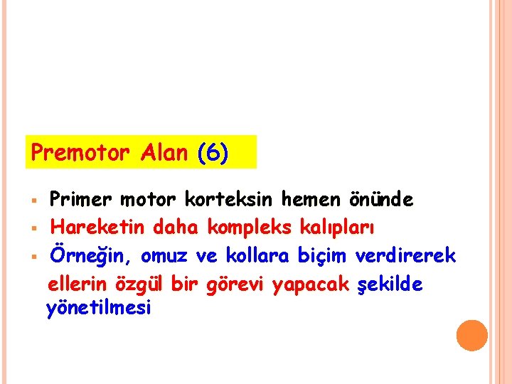 Premotor Alan (6) § § § Primer motor korteksin hemen önünde Hareketin daha kompleks